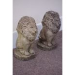 Pair composite stone seated lions, H53cm Condition Report <a href='//www.