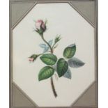 English School (Early 19th century): Botanical study of a Rose,
