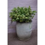 Metal dolly tub planted with shrub Condition Report <a href='//www.