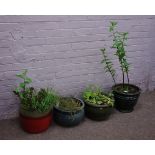 Four glazed plant pots planted with shrubs Condition Report <a href='//www.