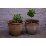 Pair of terracotta plant pots planted with shrubs Condition Report <a