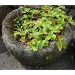 Circular stone planter with Strawberries Condition Report <a href='//www.