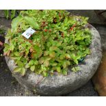 Circular stone planter with Strawberries Condition Report <a href='//www.