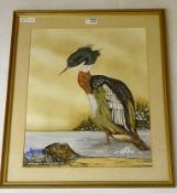 "Red Breasted Merganser", watercolour signed titled and dated R.
