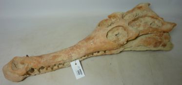 Fossilized Crocodile / Alligator skull Condition Report <a href='//www.