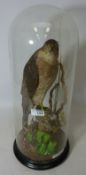 Taxidermy - Sparrow Hawk with prey under glass dome 52cm overall Condition Report