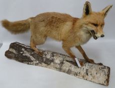 Taxidermy fox on a birch tree stand H23.5cm Condition Report <a href='//www.