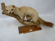 Taxidermy beech marten H39cm Condition Report <a href='//www.davidduggleby.