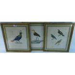 Three 19th century Avian coloured etchings 'Iacana', 'Tangara',