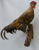 Taxidermy cockerel H51cm Condition Report <a href='//www.davidduggleby.