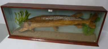 Pike in glass display case, pike L95cm approx Condition Report <a href='//www.