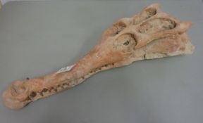 Fossilized Crocodile / Alligator skull L68cm Condition Report <a href='//www.