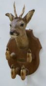 Mounted roe deer with hoof hooks, H57cm Condition Report <a href='//www.