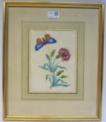 Botanical Study of Butterfly and Carnation,