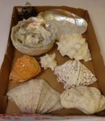Assorted seashells and a light fitting in one box Condition Report <a