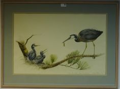 'White Faced Heron', watercolour by Elaine Power signed, titled and dated in pencil 1973,