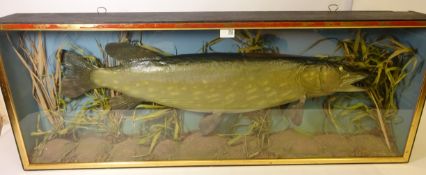 Pike in glass display case, pike L94cm approx Condition Report <a href='//www.