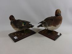 Taxidermy - Two Ducks Condition Report <a href='//www.davidduggleby.