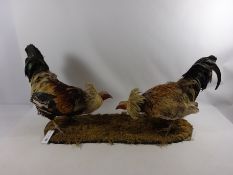 Taxidermy - Pair of fighting cocks with spurs Condition Report <a href='//www.
