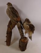 Taxidermy - Two sparrow hawks Condition Report <a href='//www.davidduggleby.