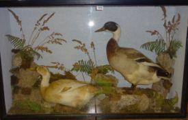 Taxidermy - Large Victorian taxidermy ducks in display case,