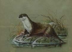 Otter, watercolour study signed and dated Audry North 1978,