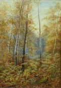 Silver Birches Woodland Scene, watercolour signed Walter Duncan (1848-1932) 55cm x 37.