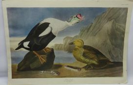 King Duck (Plate CCLXXVI) Fuligula spectabilis,