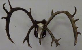 Set of reindeer antlers, W85cm Condition Report <a href='//www.davidduggleby.