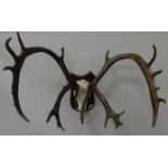 Set of reindeer antlers, W85cm Condition Report <a href='//www.davidduggleby.