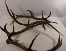 Pair of Red Deer antlers and two others Condition Report <a href='//www.