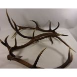 Pair of Red Deer antlers and two others Condition Report <a href='//www.