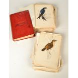 A collection of bird prints and a copy of Morris's British Birds volume seven.