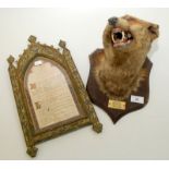 A fox mask mounted on an oak shield inscribed "Craven Brimpton 1939" together with a Gothic cold