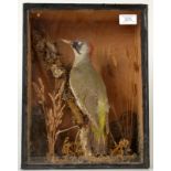 Taxidermy, an early 20th century green woodpecker in a glazed case, size of case 36 x 27.8cm.