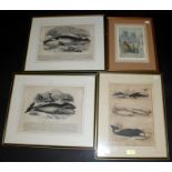 Three 19th century whaling and cetacea prints,