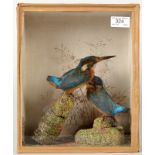 Taxidermy, an early 20th century cased pair of kingfishers by G.C.