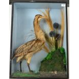 Taxidermy, an early 20th century bittern in a glazed case, size of case 70 x 51cm.