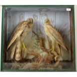 Taxidermy, an early 20th century pair of cock and hen, hen harriers in a glazed case,