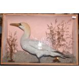 Taxidermy, an early 20th century gannet by W.H.