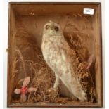 Taxidermy, an early 20th century short eared owl in a glazed case, size of case 40.5 x 35.5cm.