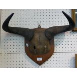 A pair of wildebeest horns, mounted on wooden plaque