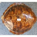 A carapace from a green turtle, Chelonia Mydas, 42.5cm long with cites A10 licence (non-