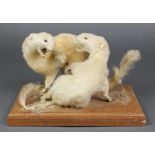 A taxidermy arrangement of 2 fighting stoats 7"h x 10"w x 6"d The stoats have slightly moth eaten