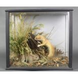 A stuffed and mounted rabbit and ferret contained in naturalistic surroundings, cased 16" x 18"