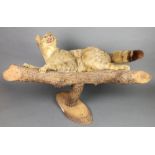 A stuffed and mounted Scottish wild cat, mounted on a branch, 27"