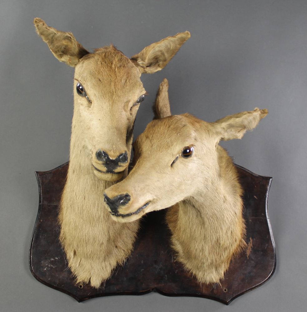 A pair of stuffed and mounted roe deer heads There are some scratches to the plaque