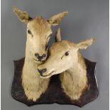 A pair of stuffed and mounted roe deer heads There are some scratches to the plaque