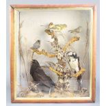 A collection of 5 Victorian stuffed and mounted birds contained in naturalistic surroundings in a