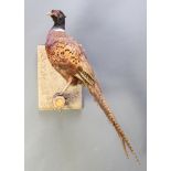 A stuffed and mounted cock pheasant